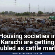 Housing Societies In Karachi Are Getting Troubled As Cattle Market