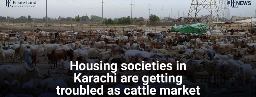 Housing Societies In Karachi Are Getting Troubled As Cattle Market