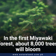 In the first Miyawaki forest, about 8,000 trees will bloom