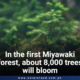 In the first Miyawaki forest, about 8,000 trees will bloom