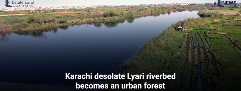 Karachi desolate Lyari riverbed becomes an urban forest