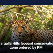 Margalla Hills leopard conservation zone ordered by PM