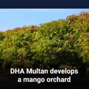 DHA Multan develops a mango orchard