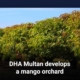 DHA Multan develops a mango orchard