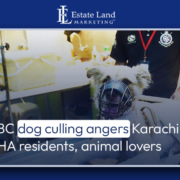 CBC dog culling angers Karachi DHA residents, animal lovers
